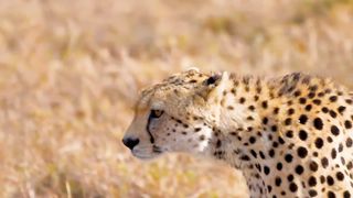 Leopard 4k