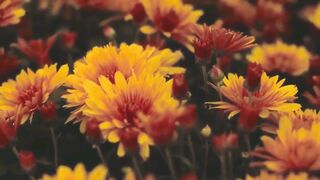Music for meditation, relaxation and emotional harmonization - Practicing emotional detachment.
