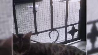 Kucing ganteng 2