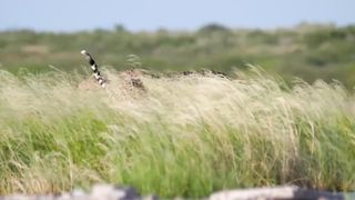 Leopards 4k