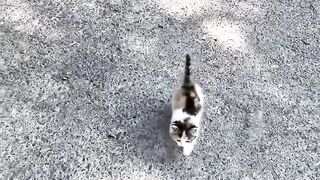 Funny cat 210