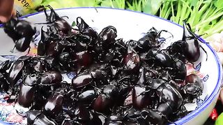Amazing Video Eating Dung Beetle with Vegetable Without Cooking