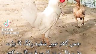 Achi Batein|Chicken Quotes |