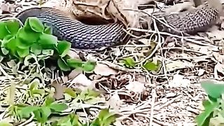 KING COBRA VS MONITOR LIZARD