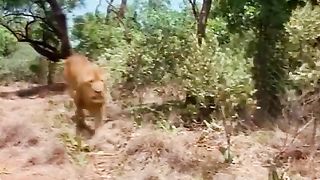 Funny video clip 4