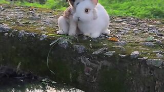 Зайчик.