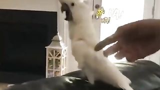 So trending cat and dog funny videos ????