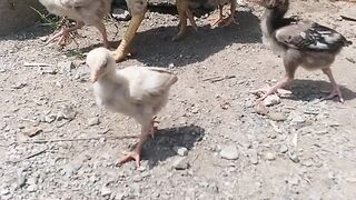 Aseel chicks with beautiful hen