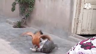 Hen,Cat fighting