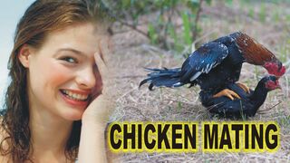 Aseel Breeding Pair _ First Mate _ Aseel Murga Murgi