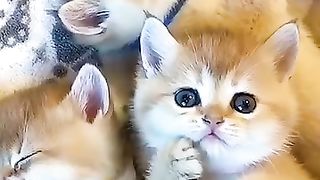 CUTE AND FUN CAT