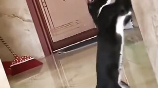 Cat videos 2023