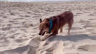 Funny cat and dog videos 2023 2