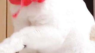 10 facts about Animals| Best Qualities of Animals| Animal lovers| Cute Animals|