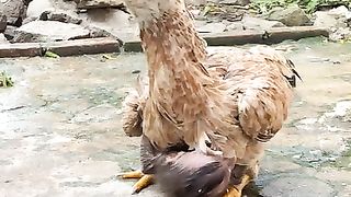 Very funny clip 2