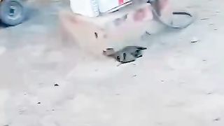Funny video