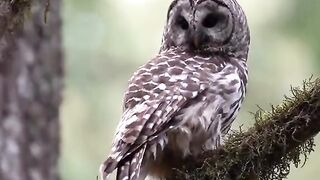 Beautiful birds 13