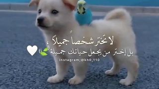 لا تختر شخصاًجميلت