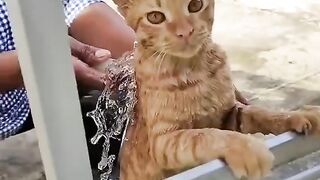 Funny cut meong meong