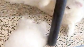 Cute cats 20