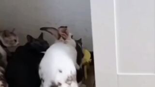Funy animal h0T 2023
