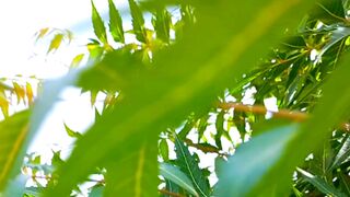 Beautiful Meditation Nature | Relaxing Music | Peaceful View