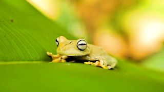 Nice Nature View | Meditation Relaxing Video | Calm Body | Febspot