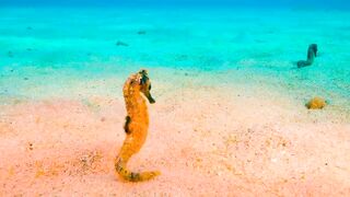 Ocean World | Paradise | Nature | Beauty | Peace | Amazing