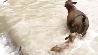 Cow child