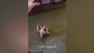 Funniest animal 2023
