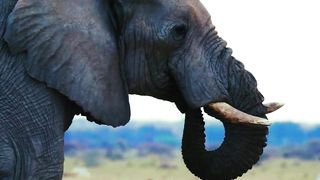 HD Nature | Spectacular Nature | Ultra Video | Relaxation