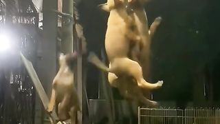 Dog funny videos 2
