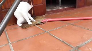 Cute baby cats 2023