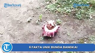 Fakta unik bunga bangkai