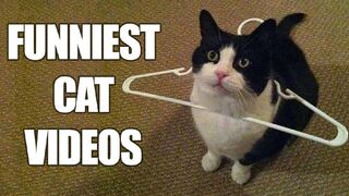 Funny Animal Compilations 1