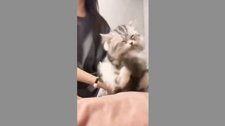 funny cat 79