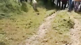 Indian tiger entered into a village factory