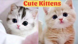 Cute baby cat video