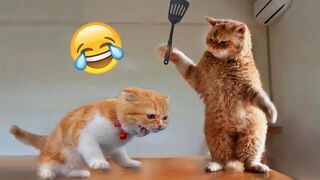 Best Funny cat video