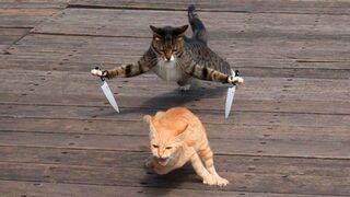 Funny & cute playing cat