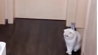 About Funny Cute Cats - The Ultimate Compilation