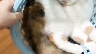 Debunking 11 Popular Myths About Funny and Cute Cats