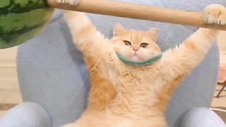 The Real Story Behind Funny Cute Cat | Unveiling the Feline Charm