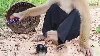 Great Video ! SokYaa Help Chicken From Forest, Abandon #shorts.