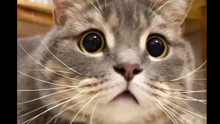"A Compilation of Adorable Cat Moments"