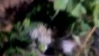 Animal livers 3
