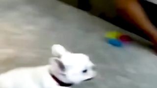 Funny animal videos 25