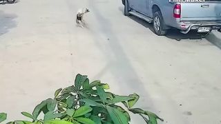 Look at the Dog ????????????????