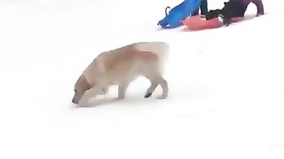 dog that slips and falls