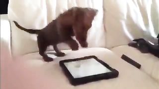 Dog touching screen
